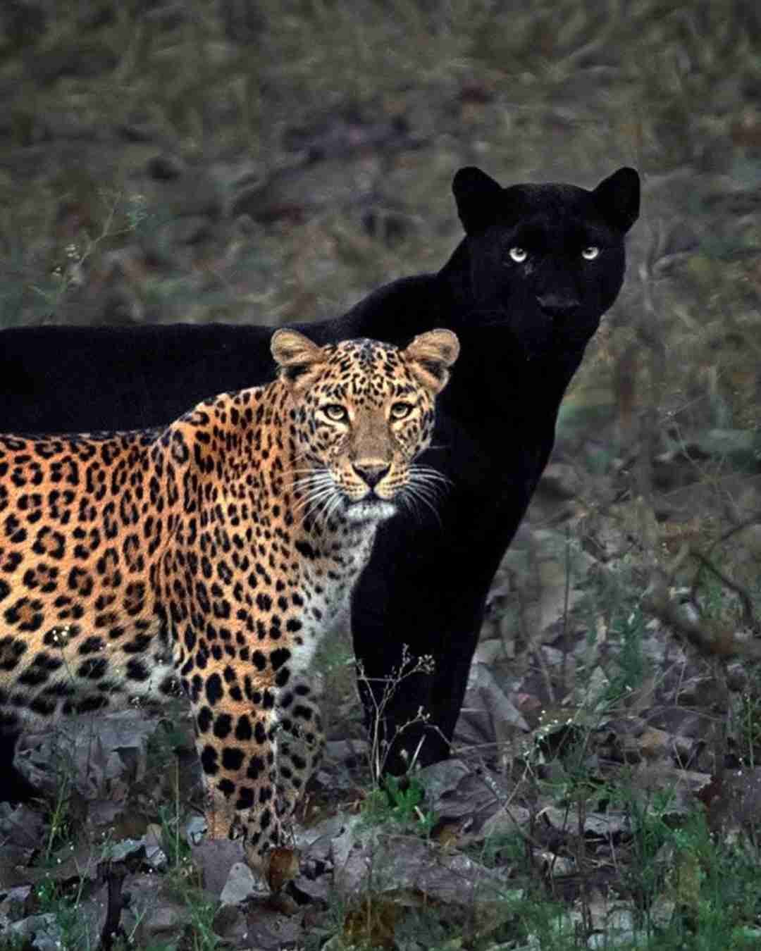 Jungle-Safari