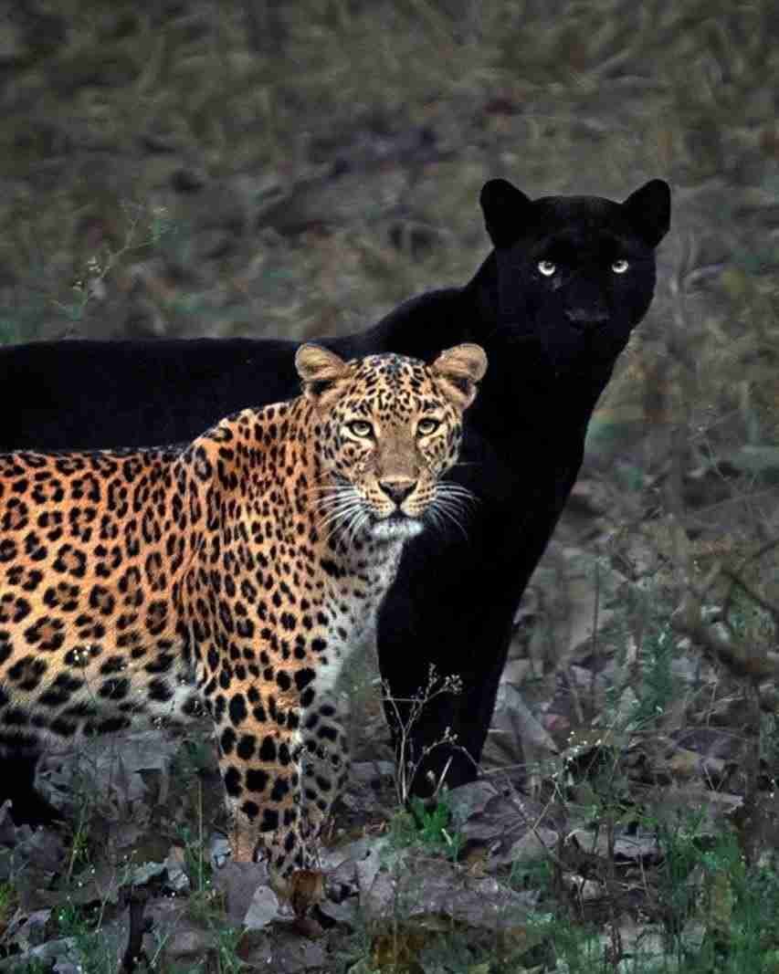 anashi-tiger-reserve